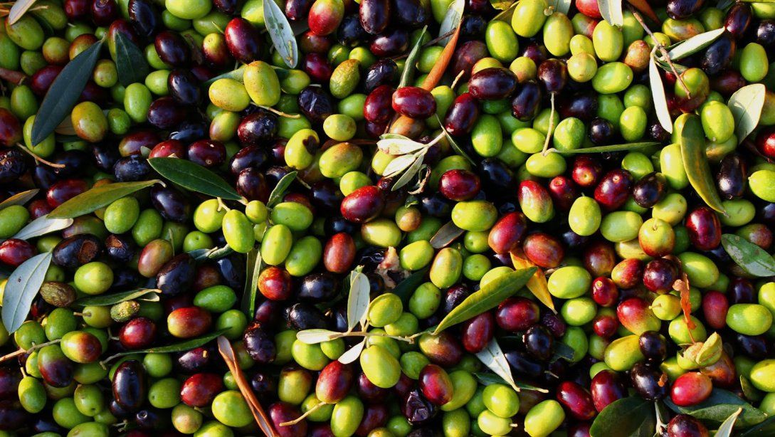 Yeşil ve siyah zeytin karışımı, yaprakları ile